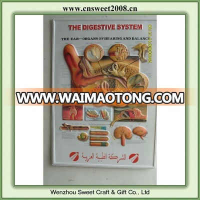 plastic pvc 3d education poster for advertising